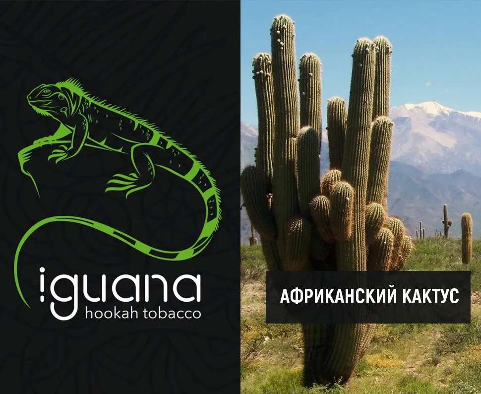 Африканский кактус