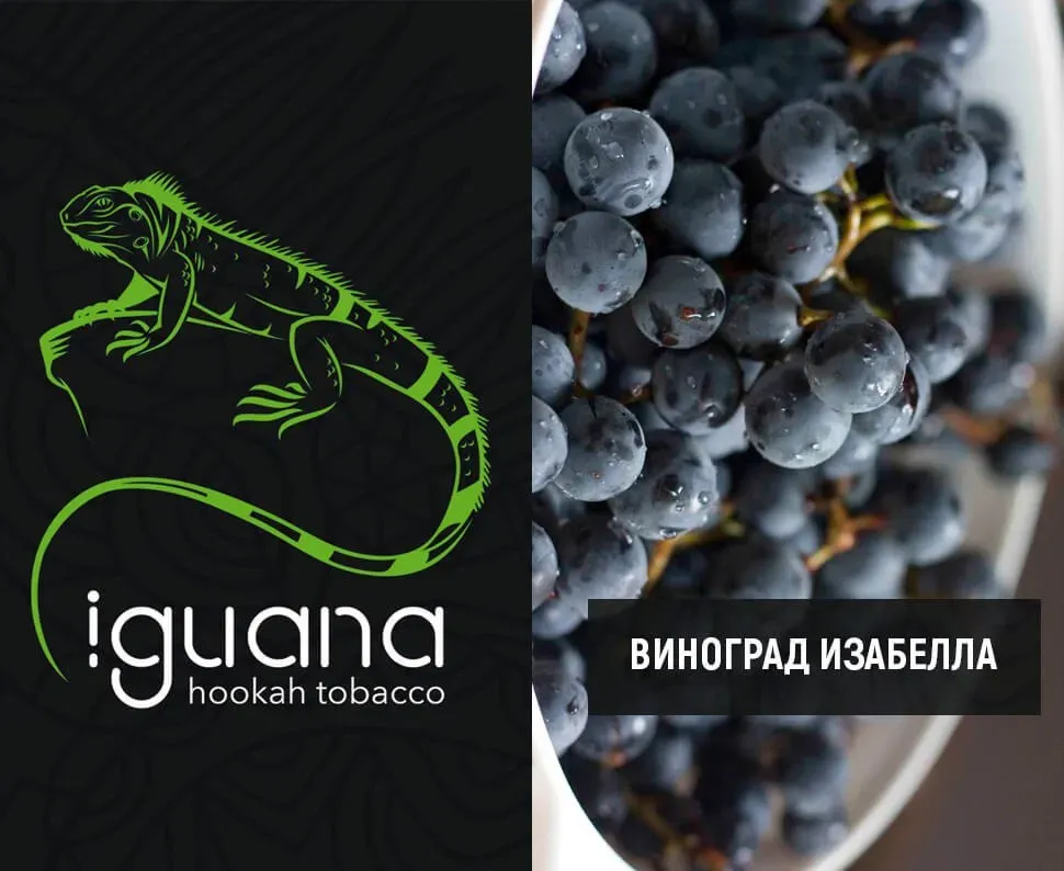 Виноград изабелла